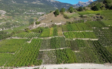 Vin et médicaments : la comparaison qui fâche