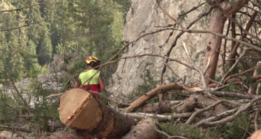 Neige d&rsquo;avril 2025 : des cicatrices toujours vives en forêt