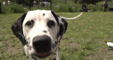 Les chiens ont leur parc à Sion