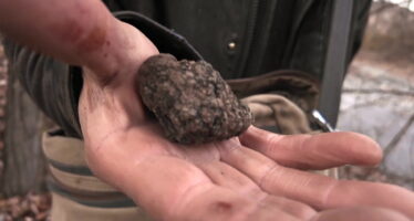 Marché à la truffe: A la chasse au “diamant noir”