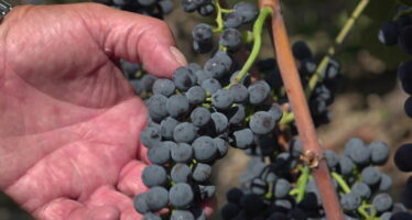 Vendanges 2026: récolte précoce annoncée