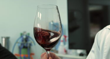 Vendanges: la canicule, promesse d&rsquo;un grand millésime?