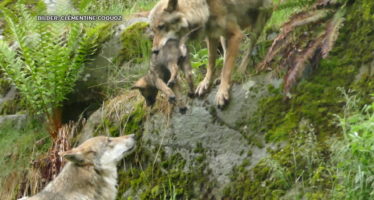 Süss statt furchteinflössend: Wolfswelpen des Zoo Les Marécottes ziehen Besucher:innen an