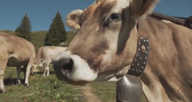 Ruhig bleiben und Abstand halten: Viele Wanderwege im Wallis führen quer durch Kuhherden