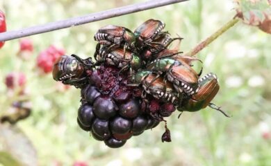 Feuerbrand, Japankäfer oder Asiatische Hornisse: Wie sich die Walliser Landwirtschaft davor schützen will.