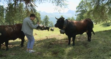 Race d’Hérens: adopter une vache pour soutenir les éleveurs