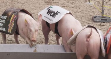 Wallis als Gastkanton an der 82. OLMA: Zweiter Tag mit Schwingirennen