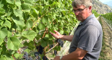 Viticulture: de nouveaux cépages résistants à toutes épreuves