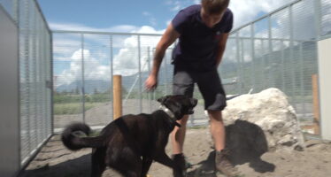 SPA Valais: nouveau refuge pour les animaux abandonnés à Uvrier