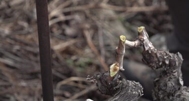 Grand Conseil: vif échange autour de la viticulture