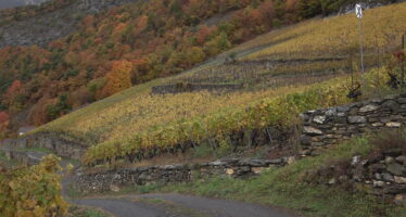 Viticulture: le vignoble du 21e siècle est lancé