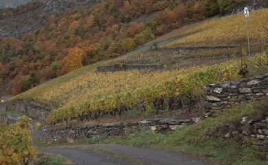 Viticulture: le vignoble du 21e siècle est lancé