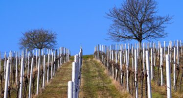 Der Walliser Weinbau unter Druck: Neue Fördermassnahmen sollen das Roden von Rebflächen attraktiver machen