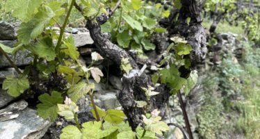 Weltpremiere in Visperterminen: Der Heida Veritas bekommt als erster Wein das Label “Franc de Pieds” für Wurzelechte Rebstöcke