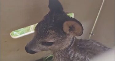 Engagement zugunsten des Tierschutzes: Walliser Jagdvereine retten Rehkitze mit moderner Technologie