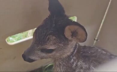 Engagement zugunsten des Tierschutzes: Walliser Jagdvereine retten Rehkitze mit moderner Technologie