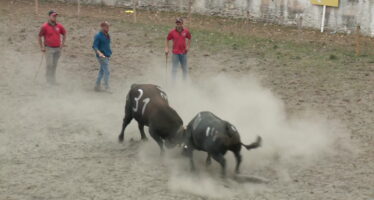 Épizootie: le combat de la Foire du Valais annulé