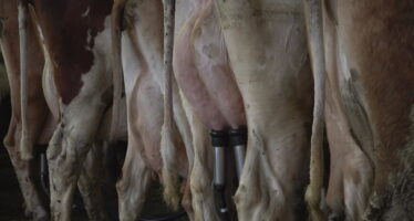 Lait: un secteur en crise qui croit à son avenir