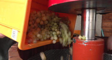 Le conseil d’Etat débloque 1,6 millions pour aider la viticulture