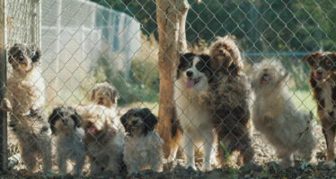 Chiens, maladies et saisies d’animaux : les préoccupations du vétérinaire cantonal