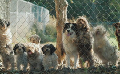 Chiens, maladies et saisies d’animaux : les préoccupations du vétérinaire cantonal