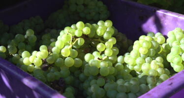 Les vendanges 2025 sont celles du désespoir pour les vignerons valaisans