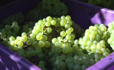 Les vendanges 2025 sont celles du désespoir pour les vignerons valaisans