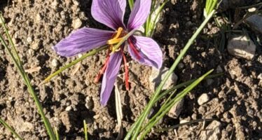 Safranernte in Mund : Safran ist das teuerste Gewürz der Welt. Ein Gramm kostet über 40 Franken. Daher wird es auch als “rotes Gold” bezeichnet. Dieses Jahr gibt es eine gute Ernte.