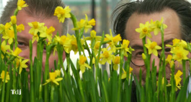 Tenue de Jardin – Primevères et terreaux