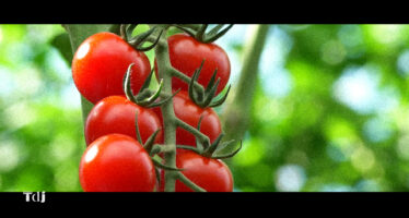 Tenue de Jardin – La tomate