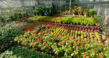 Tenue de Jardin – Les petits fruits