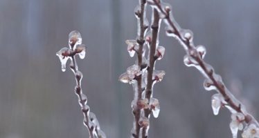 Landwirtschaft: Der Schaden vom Frost ist noch nicht bekannt, das Risiko bleibt aber weiterhin hoch