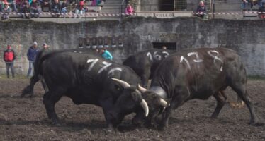 Erster Ringkuhkampf der Saison: Die Situation rund um die Rinderseuche Lumpy Skin Disease ist unklar