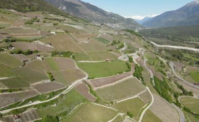 Viticulture: l&rsquo;arrachage de la vigne n&rsquo;est plus un tabou