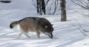 800 chasseurs inscrits pour la régulation du loup