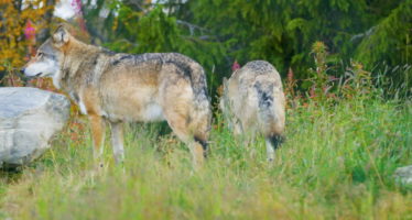 Protection des troupeaux : Le Valais grand prédateur du loup