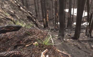 Waldbrand Bitsch: Bilder aus dem Gebiet wo das Feuer wütete