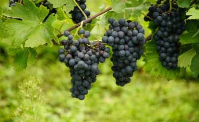 Dargebotene Hand für Winzer: Die Walliser Landwirtschaftskammer schreibt eine E-Mail an alle Winzer mit der Notrufnummer 143 der Dargebotenen Hand. Einige Winzer reagieren irritiert.