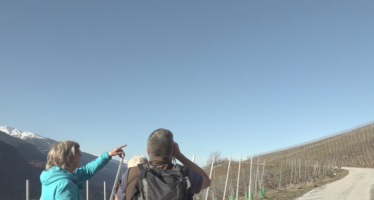 Vögel im Rebgebiet: Der Weinanbau bietet auch Lebensraum für seltene Vögel