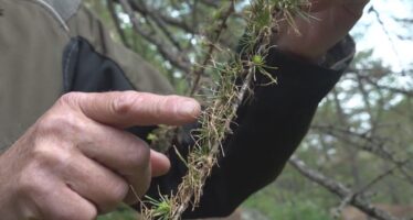 Saaser Wald im Stress: Raupen einer einheimischen Falterart fressen aktuell viele Lärchen kahl