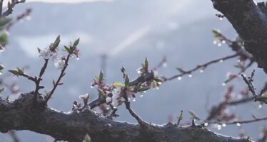 Le risque marqué de gel inquiète les arboriculteurs