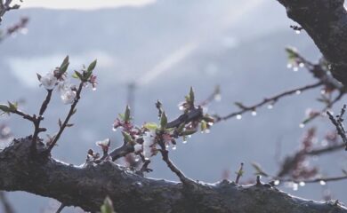 Le risque marqué de gel inquiète les arboriculteurs