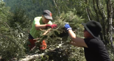 Harte Arbeit statt Strandferien: Beim Bergwaldprojekt arbeiten Freiwillige im Unterwallis auf einer Alpe mit.
