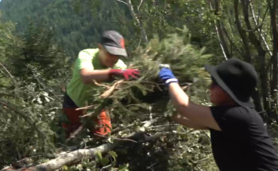 Harte Arbeit statt Strandferien: Beim Bergwaldprojekt arbeiten Freiwillige im Unterwallis auf einer Alpe mit.
