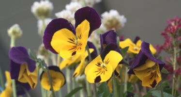 Frühjahrsstart im Garten: Geduld schützt vor Frostschäden. Experte gibt Tipps für Hobbygärtner:innen