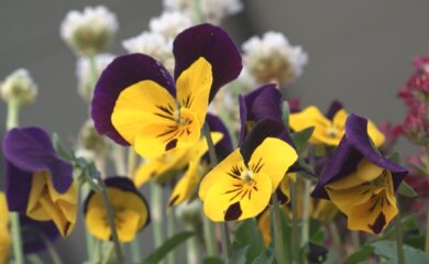 Frühjahrsstart im Garten: Geduld schützt vor Frostschäden. Experte gibt Tipps für Hobbygärtner:innen