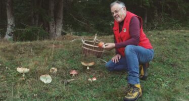 Champignons: une semaine de formation pour distinguer les comestibles des toxiques