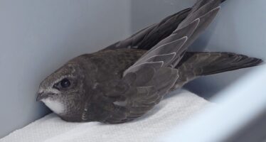 Les oiseaux souffrent des fortes chaleurs