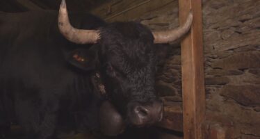 La dermatose nodulaire sévit en France, le Valais en surveillance