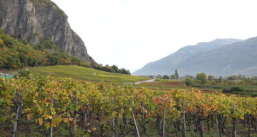 Eleveurs de vin: de la taille aux vendanges
